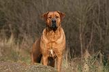 TOSA INU 472
